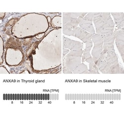 Annexin A9 Antibody, Novus Biologicals:Antibodies:Primary Antibodies